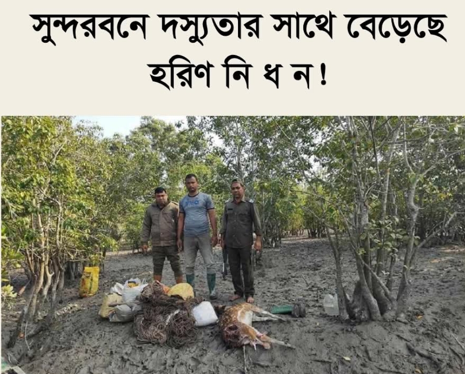 সুন্দরবনে দস্যুতার সাথে বেড়েছে হরিণ নিধন!