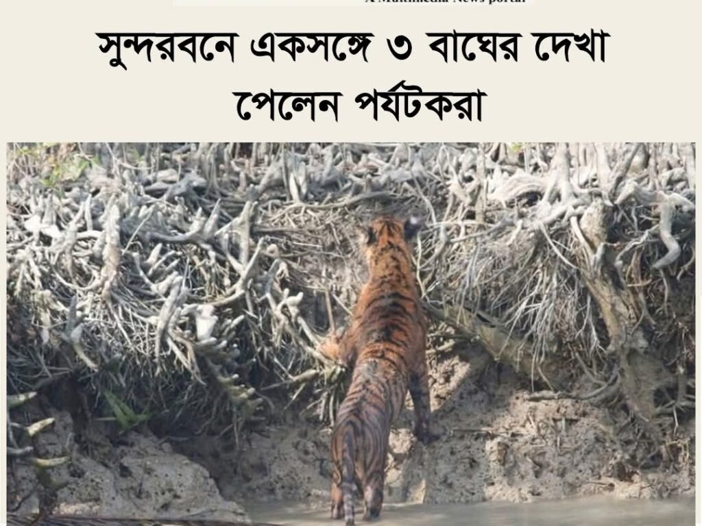 সুন্দরবনে একসঙ্গে ৩ বাঘের দেখা পেলেন পর্যটকরা