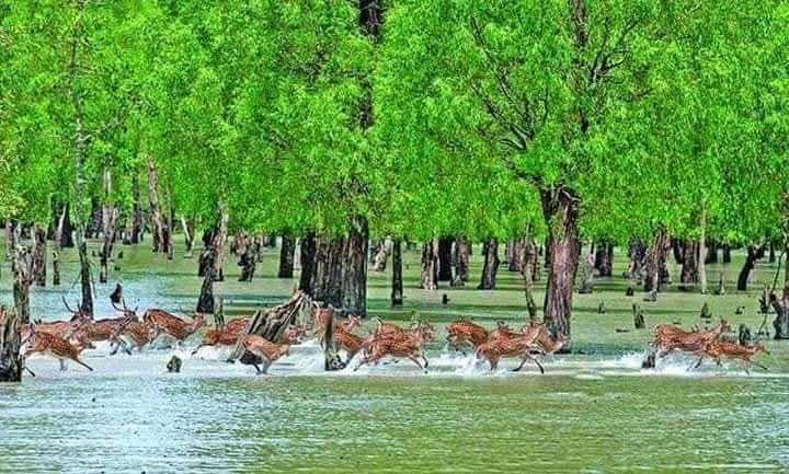 সুন্দরবনের ১০ কিলোমিটারের মধ্যে শিল্প প্রতিষ্ঠান স্থাপন নিষিদ্ধ