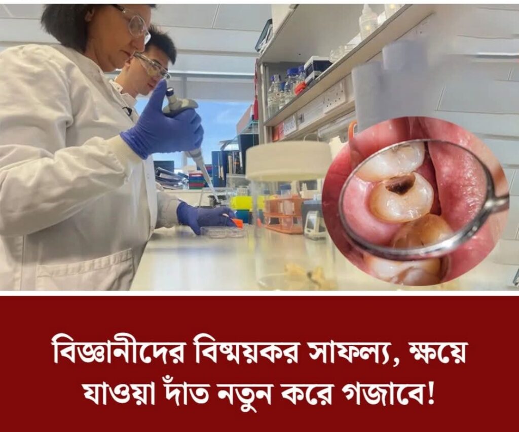 বিজ্ঞানীদের বিষ্ময়কর সাফল্য, ক্ষয়ে যাওয়া দাঁত নতুন করে গজাবে
